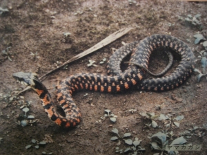 Poisonous snakes adders and vipers of Japan « NATU