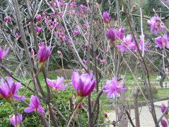 Purple rhododendrons in Okamura Park