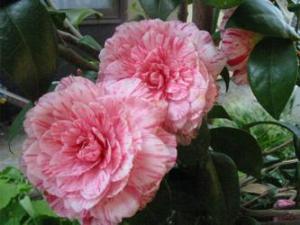 stripey camellias