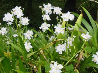 Iris japonica (Fringed iris)