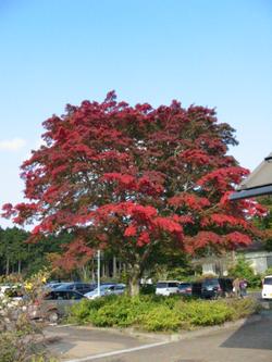 red maples
