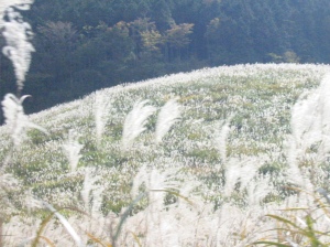 Sengokuhara Plain